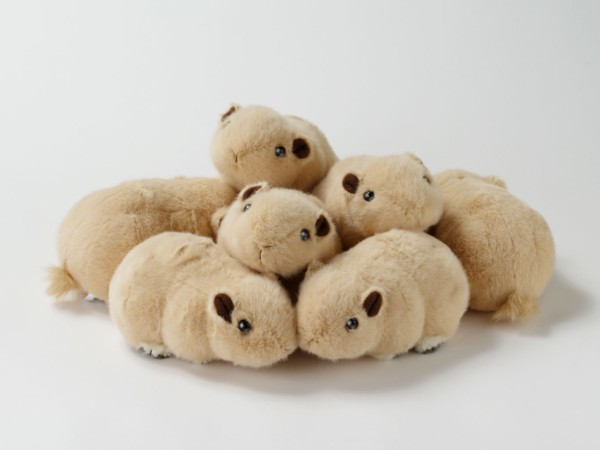 生物園オンラインショップ商品の画像