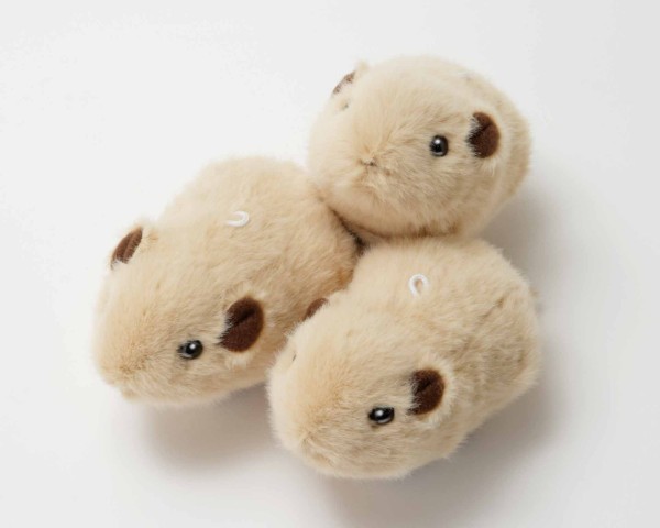 生物園オンラインショップ商品の画像